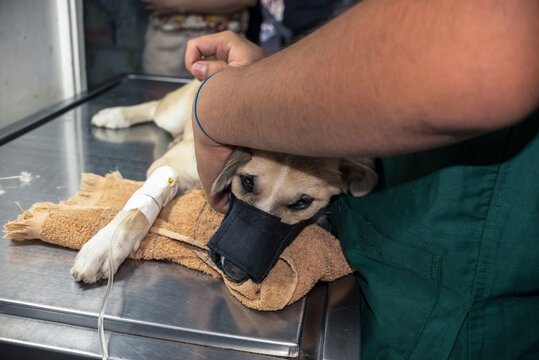 A severely ailing puppy wearing a muzzle for safety purposes and on an IV line while an assistant vet holds her in place.