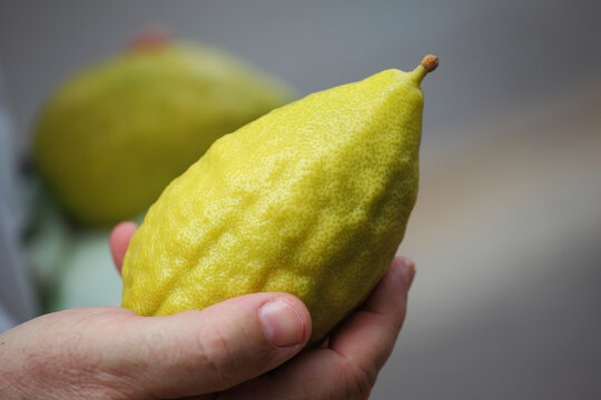 Hand holding citrus