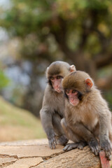 Japanese macaque in Arashiyama, Kyoto. Little monkeys are playing.