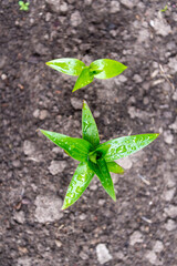 natural plant with water droplets in the ground