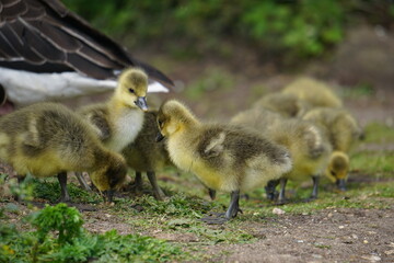 Goslings