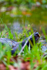 Turtle in the river grass