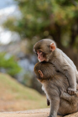 Japanese macaque in Arashiyama, Kyoto. Little monkeys are playing.