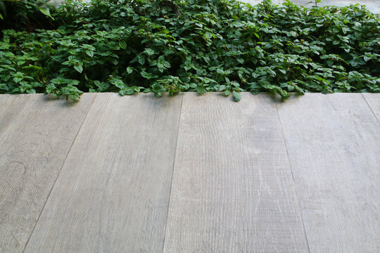 Old wooden floor and fresh green Spanish Shawl (Heterocentron elegans) © Ladda