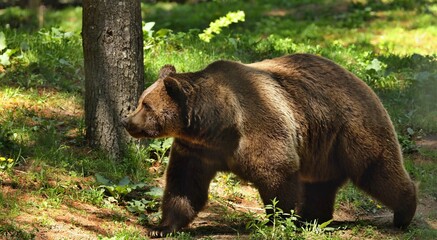 Plakat The Grizzly bear is north American brown bear. Grizzly on natural habitat, forest and meadow at sunrise. 