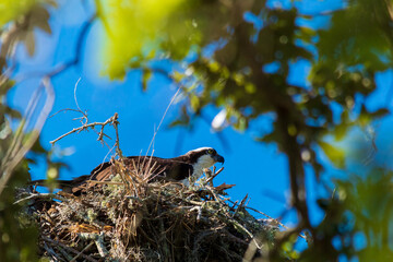 osprey in nest