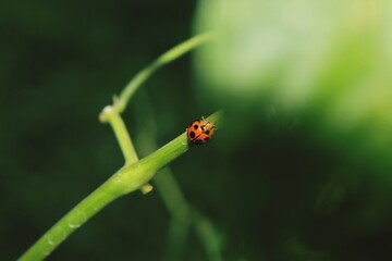 ladybug on a leaf