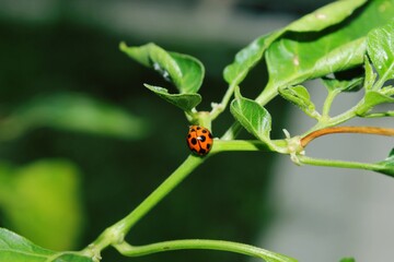 ladybug on leaf
