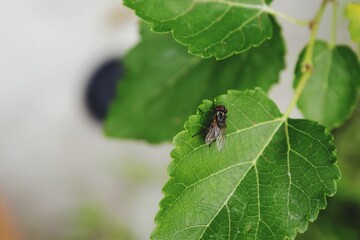 Flies on leaf