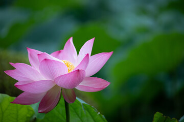 Obraz premium 蓮の花