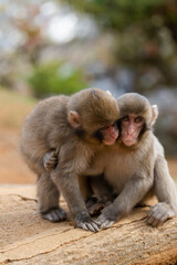 Japanese macaque in Arashiyama, Kyoto. Little monkeys are playing.