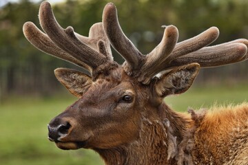 The deer,also known as the wapiti, is one of the largest species within the deer family, Cervidae, and one of the largest terrestrial mammals in North America, as well as Central and East Asia. 