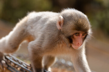 Japanese baby macaque in Arashiyama, Kyoto.