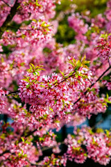 Sakura blossoms in a city park on a spring day.