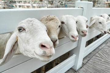 Naklejka premium White sheep crowd in the classic farm, Thailand.