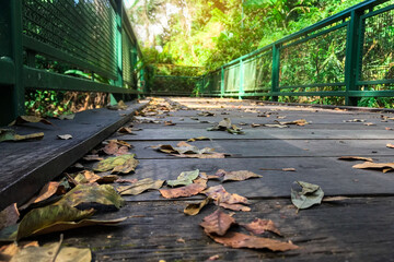 A bridge in the forest natural background