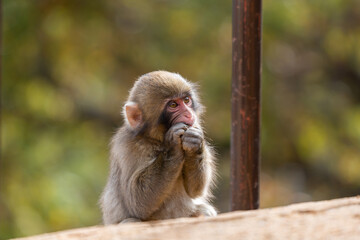 Japanese baby macaque in Arashiyama, Kyoto.