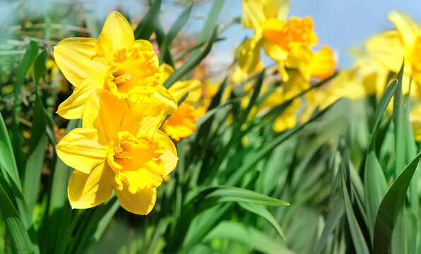 beautiful yellow daffodil flowers in sunny garden. spring floral seasonal natural abstract background. blossom narcissus flowers.