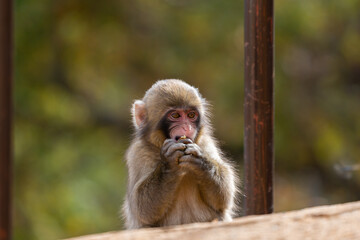 Japanese baby macaque in Arashiyama, Kyoto.
