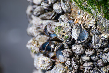 Group of live mussels clams shellfish growing on wooden poles at low tide in North sea, Zoutelande, Zeeland, Netherlands