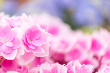 かわいい紫陽花のアップ写真