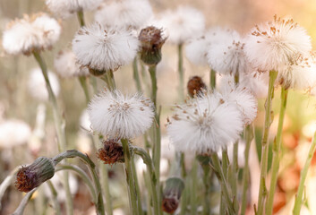 Pusteblume, Frühling, Natur, Pflanze, Löwenzahn