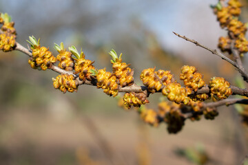 Young shoots and flowering sea buckthorn macro photography