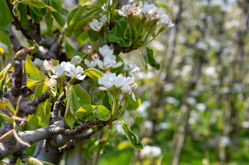 Obraz premium Spring white blossoms of pear trees on fruit orchards in Zeeland, Netherlands