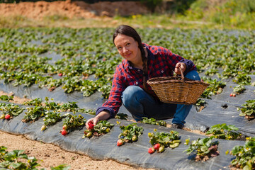Woman picking strawberries on sunny strawberry field