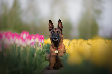 Belgian shepherd dog in tulips fields