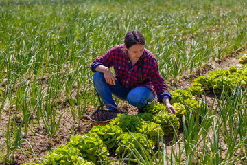 Woman picking salad on organic farm