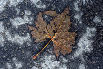 Decomposing brown tree leaf on the concrete in autumn; color photo.