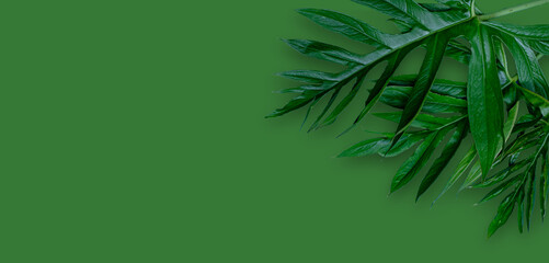Fototapeta na wymiar Leaf of Phak Naam Lasia spinosa a plant of the family Araceae on green background