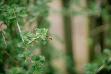 bee in spring