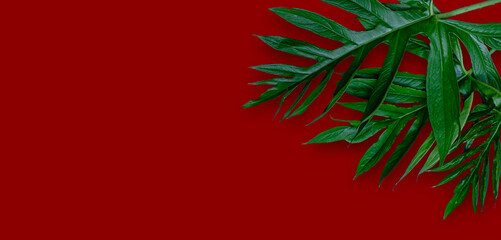 Fototapeta na wymiar Leaf of Phak Naam Lasia spinosa a plant of the family Araceae on red background