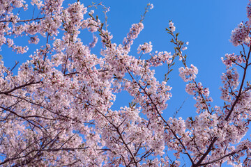 北海道石狩市の桜
