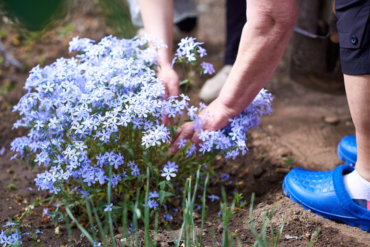 Woman shoveling blue phlox seedlings for planting