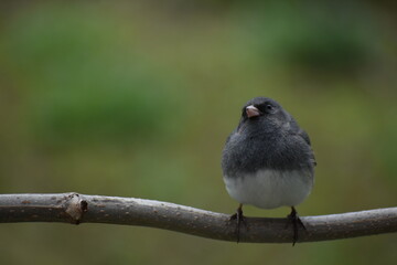 A slate junco on a branch