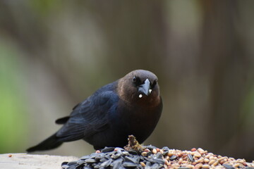 A brown-headed cowherd at the feeder