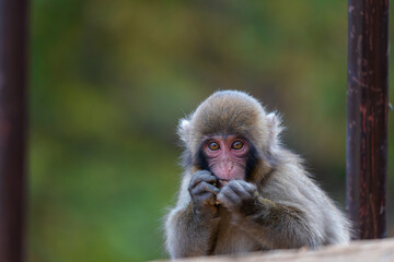 Naklejka premium Japanese baby macaque in Arashiyama, Kyoto.