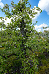 Fototapeta premium Spring white blossoms of pear trees on fruit orchards in Zeeland, Netherlands
