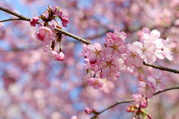 Pink sakura flowers on a branch at sunny day. Cherry blossom in spring garden on blue sky background