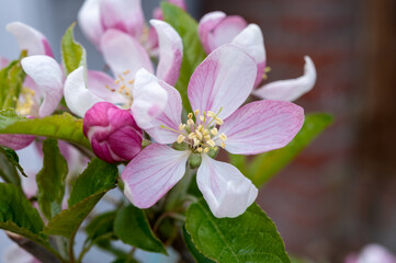 Spring pink blossom of apple trees on fruit orchards in Zeeland, Netherlands