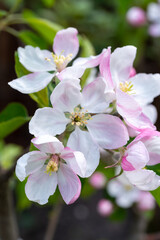 Spring pink blossom of apple trees on fruit orchards in Zeeland, Netherlands