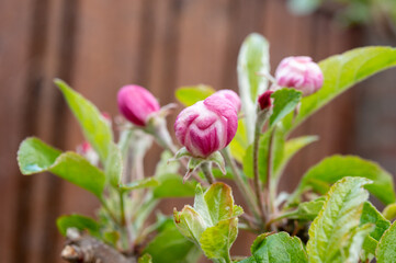 Spring pink blossom of apple trees on fruit orchards in Zeeland, Netherlands
