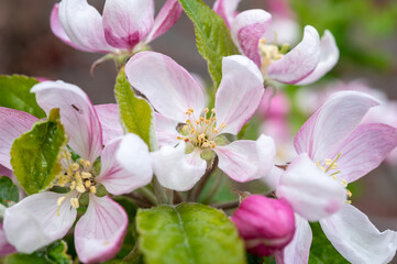Spring pink blossom of apple trees on fruit orchards in Zeeland, Netherlands