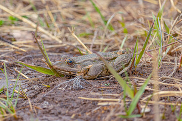 A frog sitting on the grass near the river. Close-up. Soft Focus