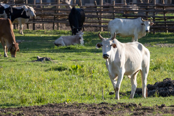 A large cow, a lot of meat standing in the farm Agricultural lawn area cattle at Thailand