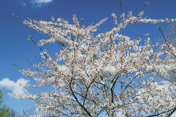 blooming cherry tree