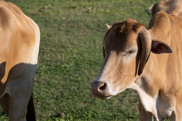 Headshot cattle fattening standing in the farm, an agricultural area, lawn, thai cows eating grass